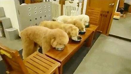 买狗指南养狗注意事项,养狗小白入门指南狗子到家