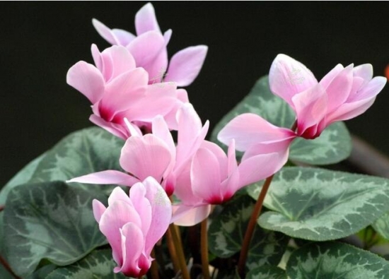 仙客来花茎发蔫弯下来叶子发黄,仙客来叶子发黄原因及解决方法