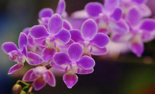 全国31省会城市的市花,全国56个市市花