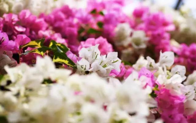 全国31省会城市的市花,全国56个市市花