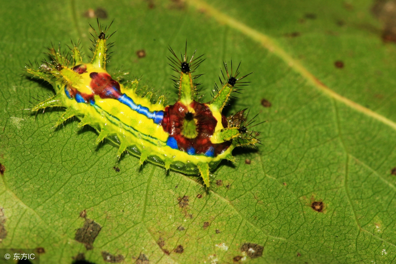洋辣子被蛰了会出人命吗,被农村洋辣子蛰会怎么样