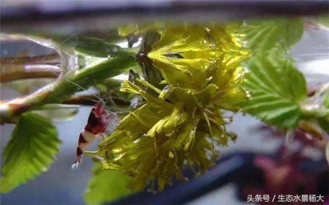 水晶虾开缸养水详细教程,开一个虾缸要多少钱