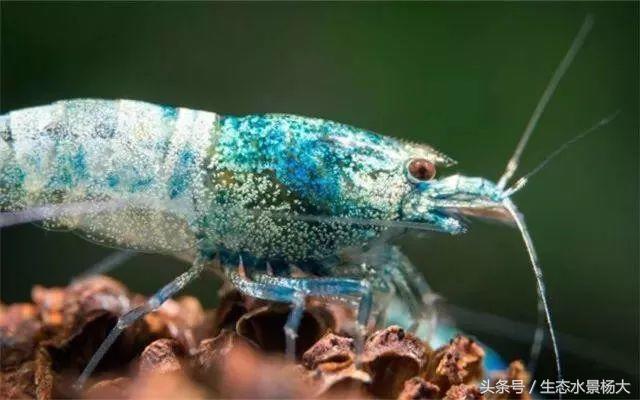 水晶虾开缸养水详细教程,开一个虾缸要多少钱