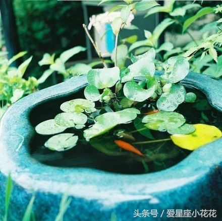 8月12日12星座总体运势预报,月运势