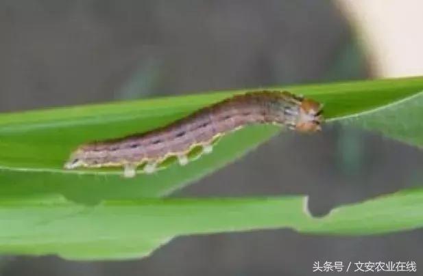 玉米什么时间防治害虫,玉米六月份防治什么病虫害