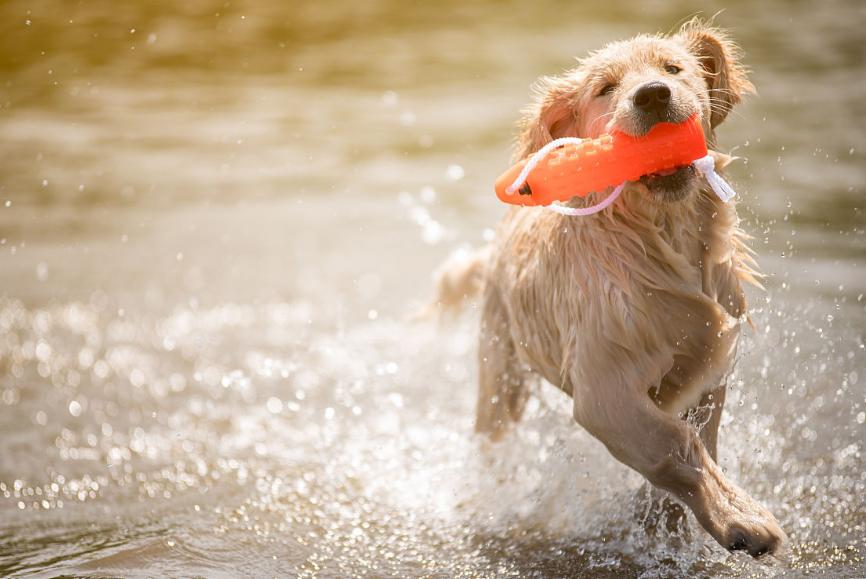 金毛很臭怎么办能不能洗澡啊,金毛脏又不能天天洗澡怎么办