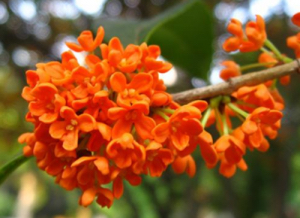 桂花飘香ll绿玉枝头万点黄，缕缕清香满庭芬