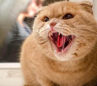 揭露猫贩子及网络买猫的骗局,揭秘那些网上卖猫的人