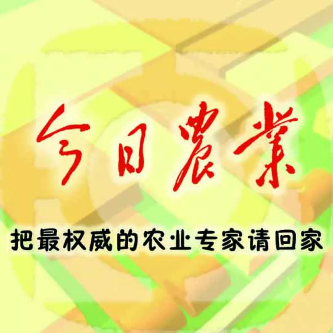 苹果的神仙吃法100种不用煮不用炸,苹果煮着吃有哪些方法