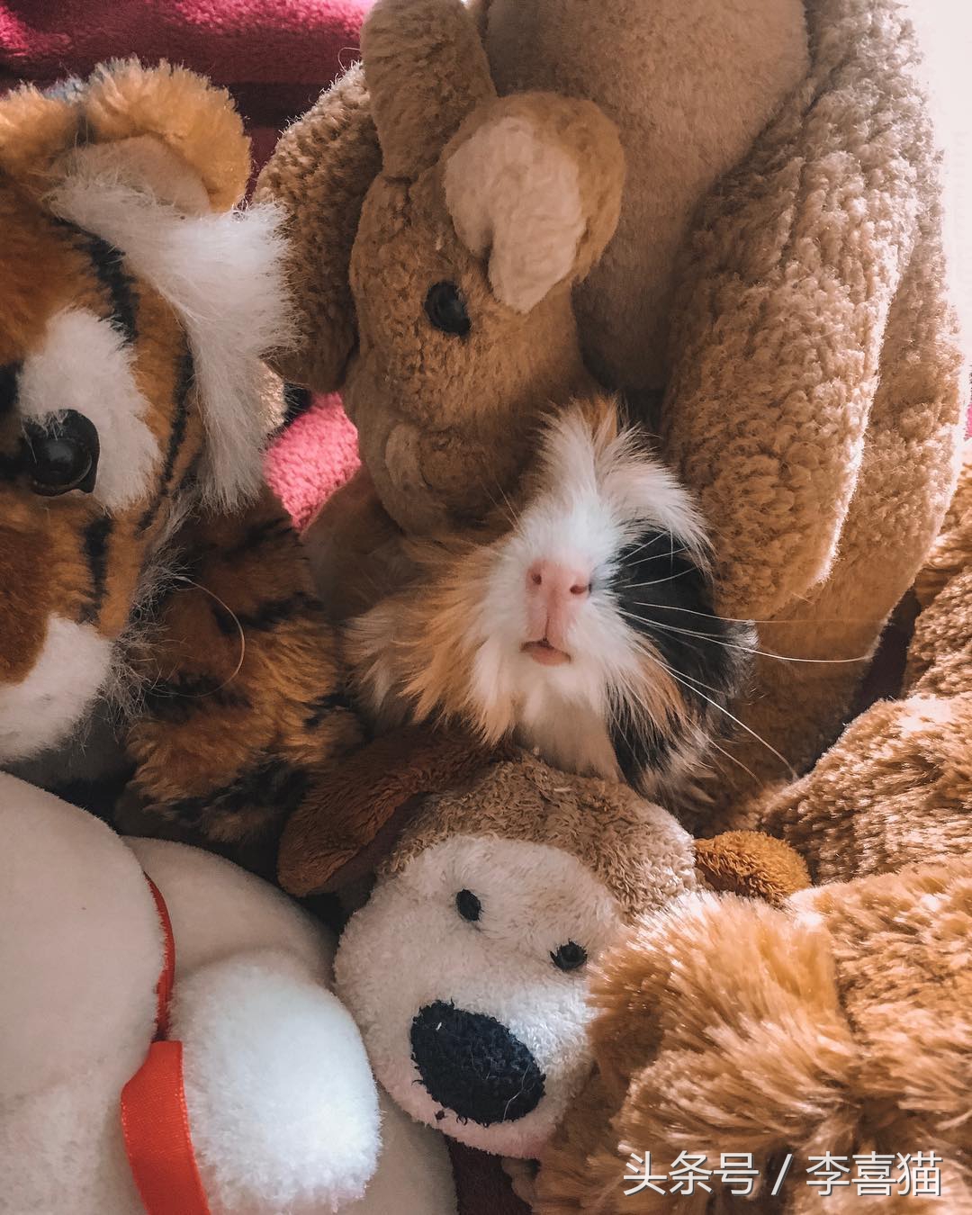 最好养的宠物豚鼠,豚鼠成长过程