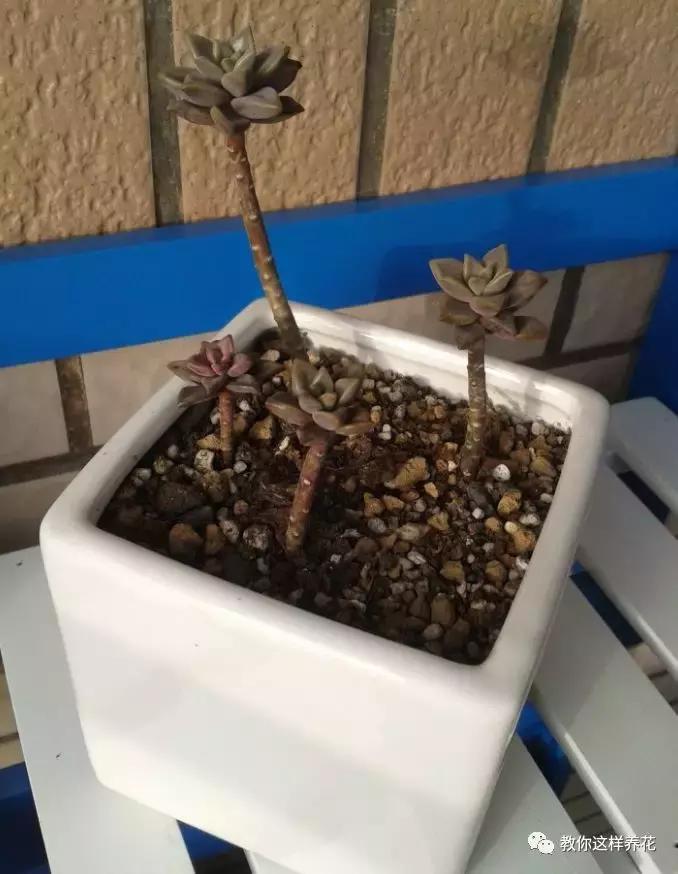 绿萝过冬后叶子全掉了,绿萝过完冬叶子黄了还能活吗