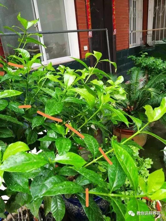 铜钱草修剪完干了如何补救,铜钱草与绿萝哪个好养