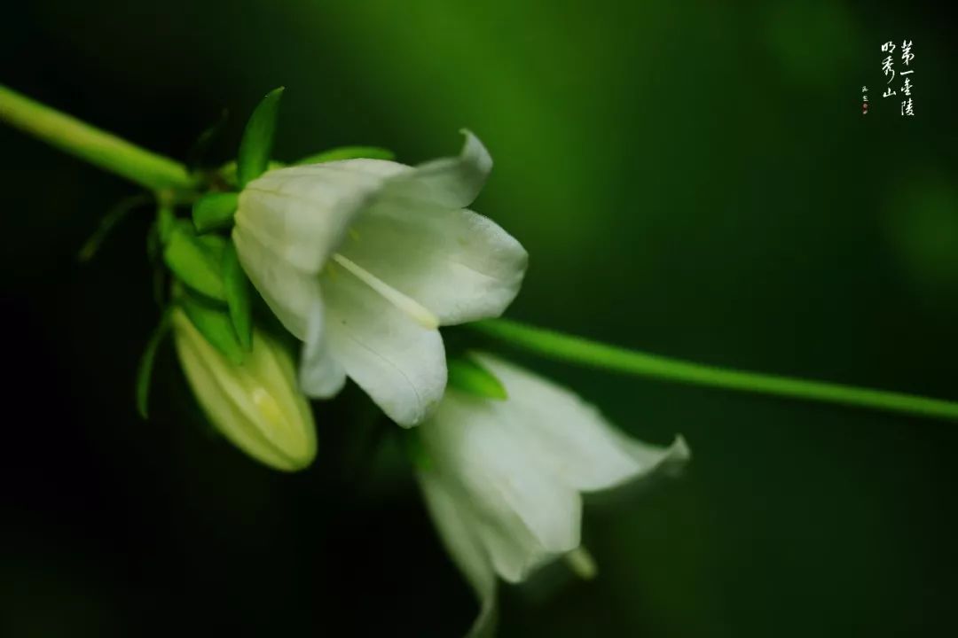 栖霞山百科简介,栖霞山玉竹