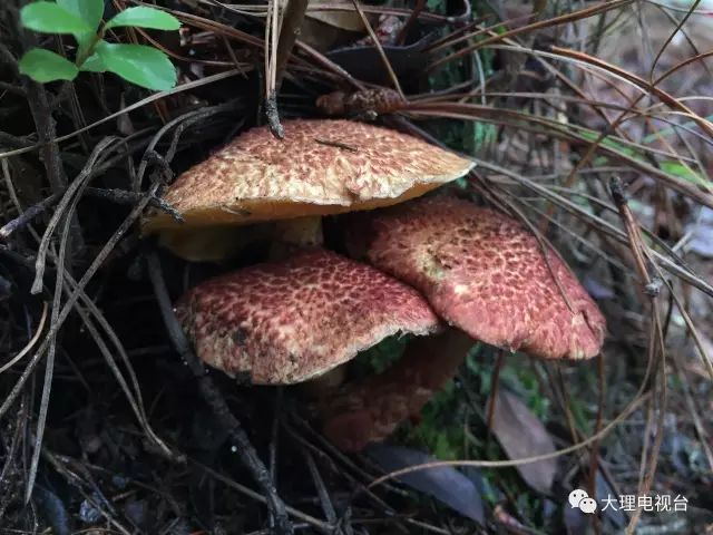 「周末去哪玩」上山捡菌乐无穷美味山珍饱口福