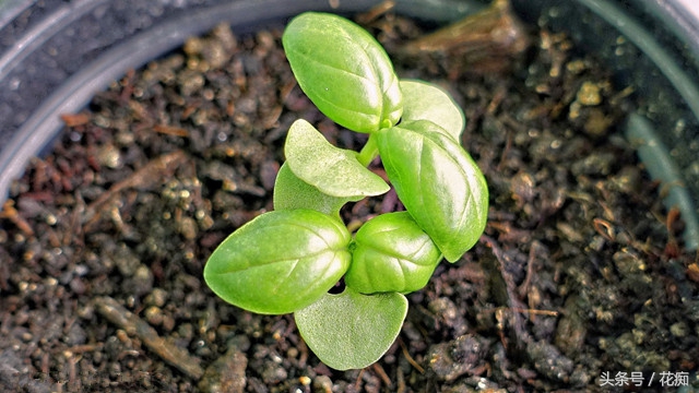 香草罗勒的做法大全,香草罗勒夏天