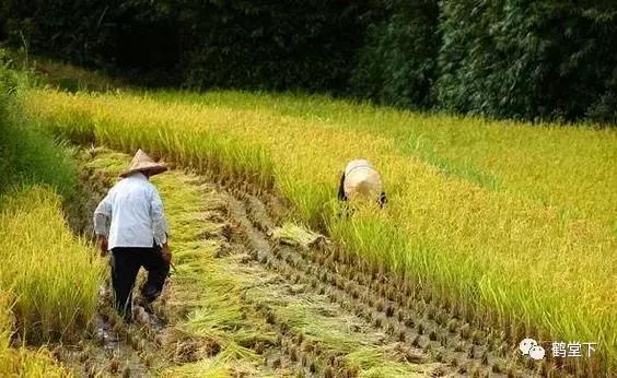 山歌文化传统音乐,山歌贵州纯音乐