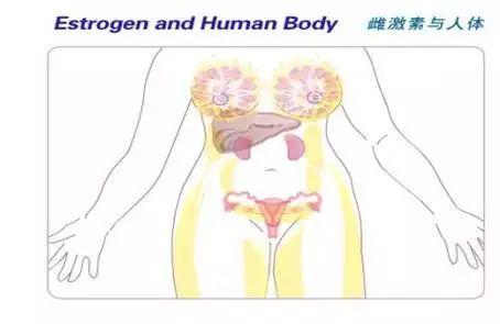 雌孕激素区别口诀,雌孕激素的讲解