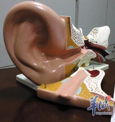 中耳炎游泳怎么防止耳朵进水,游泳时防止耳朵进水的小妙招