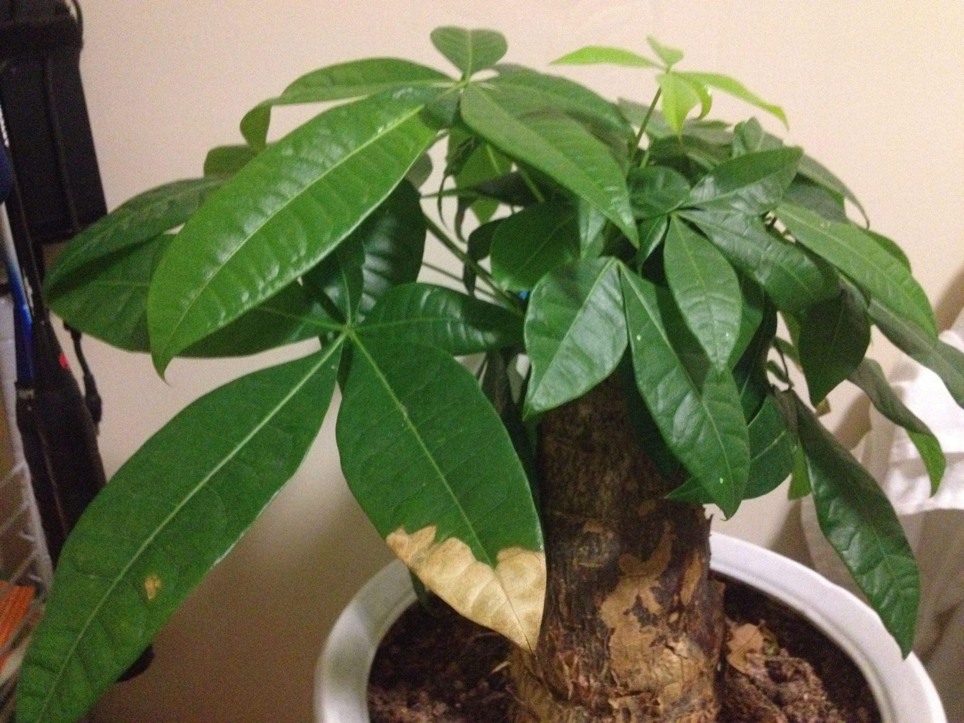 想要养好发财树，掌握这几个诀窍，发财树绿油油！