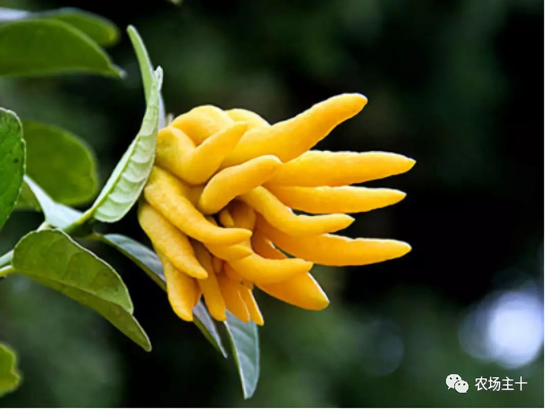 有趣的中药,你认识几种?