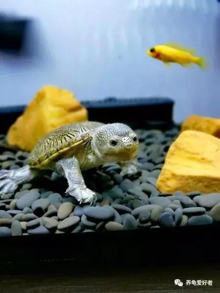 新手怎么布置龟的家,鳄龟怎么布置房子好看