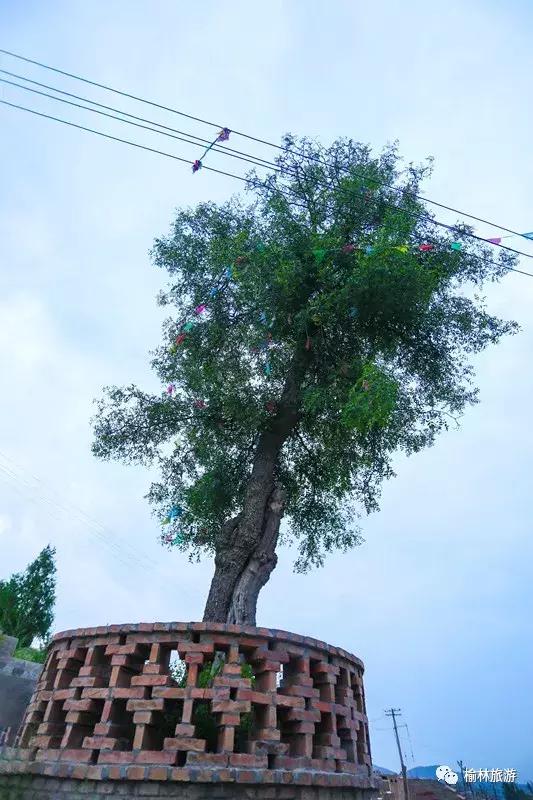 走遍榆林寻古树、品农味、游乡村，感受最清爽的一抹绿之子洲篇