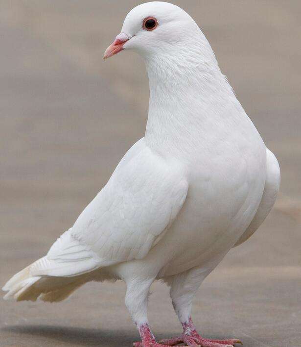 动物们看见的世界是什么样子的,动物们看世界