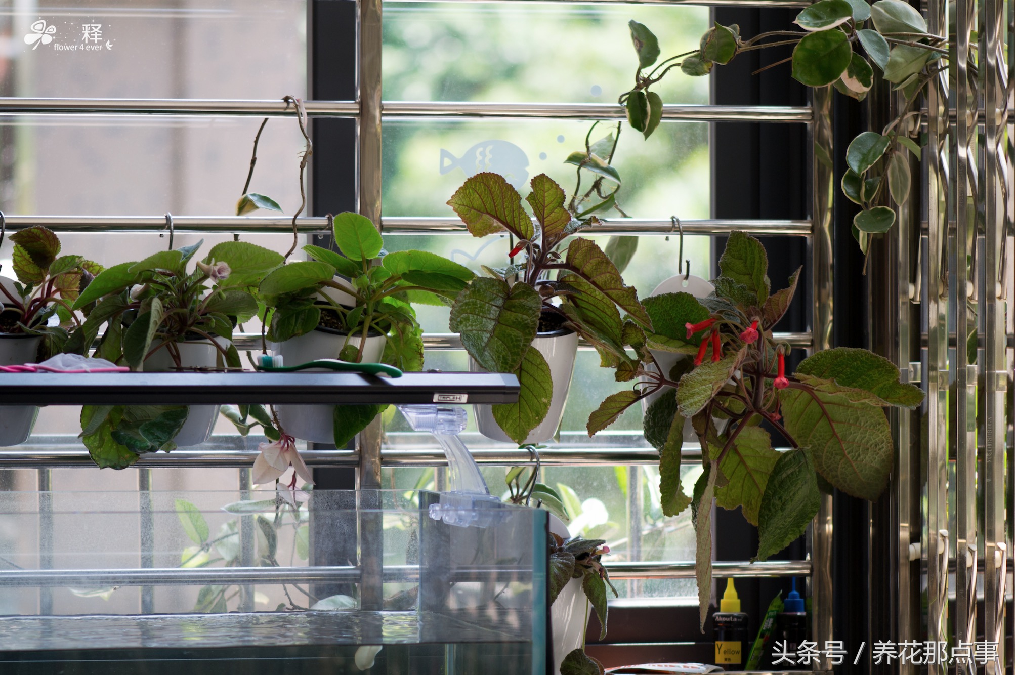 在鱼缸旁边种上这些花,不但花长得好而且还能给鱼缸增添色彩感