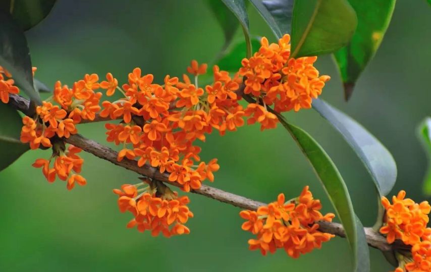 「词风雅韵」李瑾｜点绛唇十九韵十九花