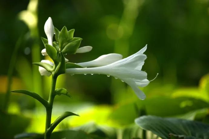 每朵花原唱完整版,每朵花完整版