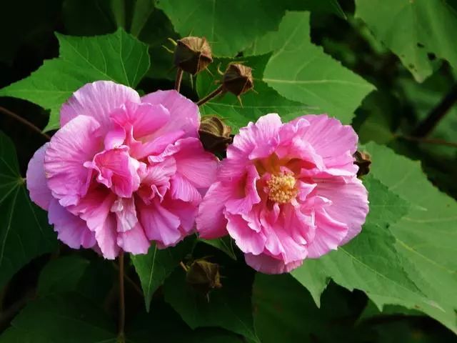 每朵花原唱完整版,每朵花完整版