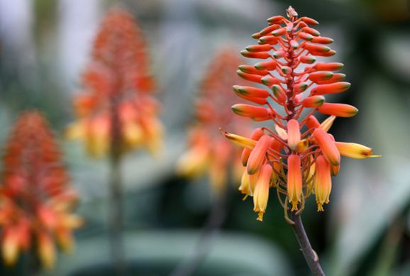 每朵花原唱完整版,每朵花完整版