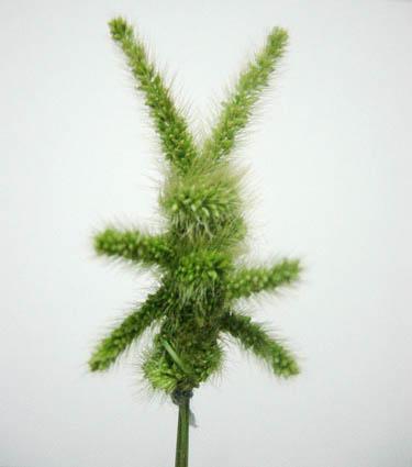 你还记得童年的狗尾草吗,狗尾草小时候