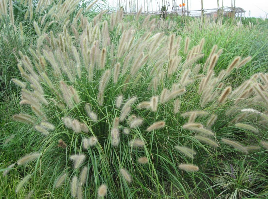 你还记得童年的狗尾草吗,狗尾草小时候