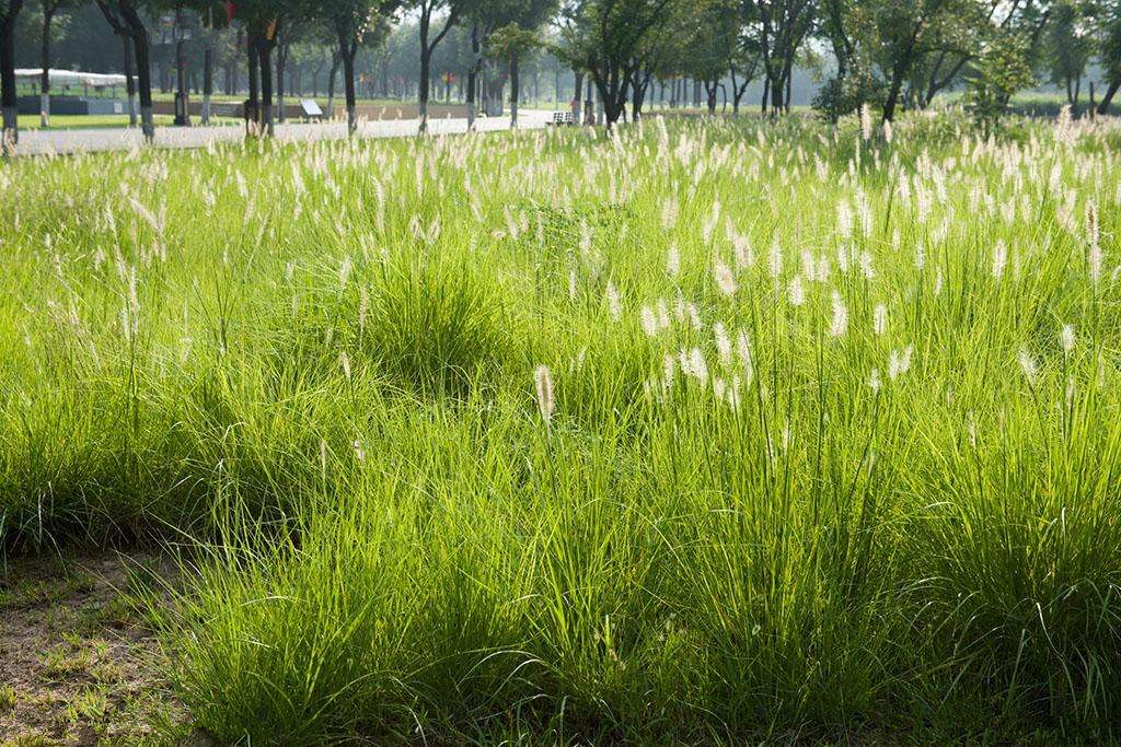 你还记得童年的狗尾草吗,狗尾草小时候