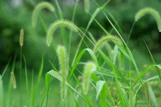 你还记得童年的狗尾草吗,狗尾草小时候