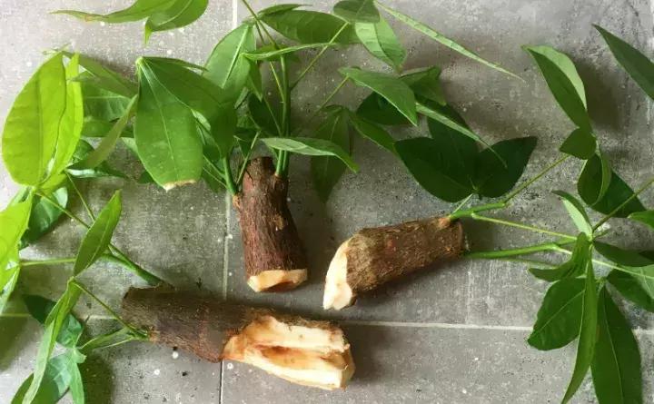 绿萝盆栽烂根了怎么办,君子兰绿萝叶子边发黄怎么办