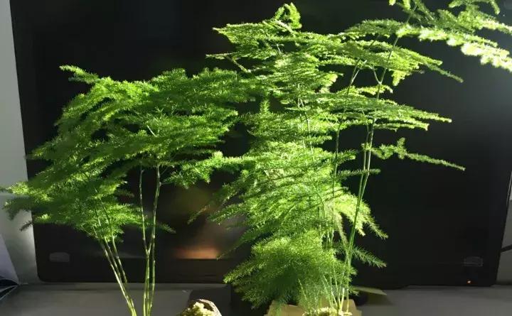 绿萝盆栽烂根了怎么办,君子兰绿萝叶子边发黄怎么办