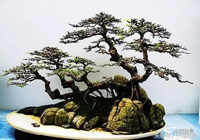 值得收藏的盆景养护常用技法