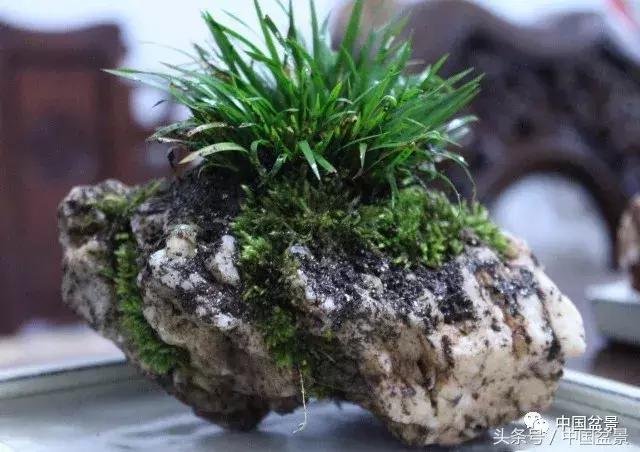 值得收藏的盆景养护常用技法