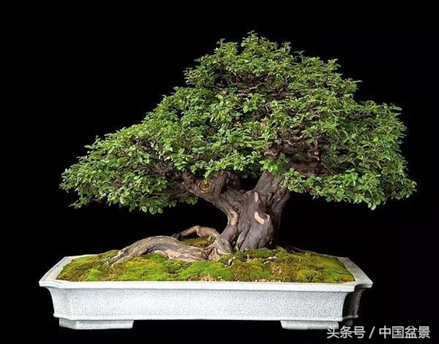 值得收藏的盆景养护常用技法