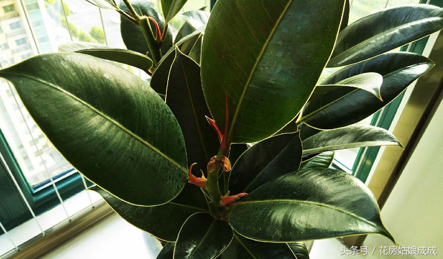 橡皮树如何养成老桩状态,怎么养橡皮树视频教程大全