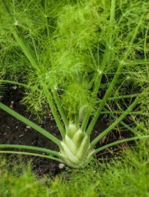 茴香如何种植在几月份种植合适,种大茴香几月份最合适种