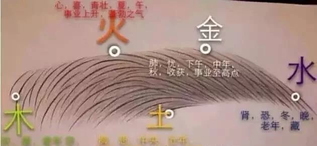 看眉毛识人心图解,看眉识人眉毛越往后越稀疏