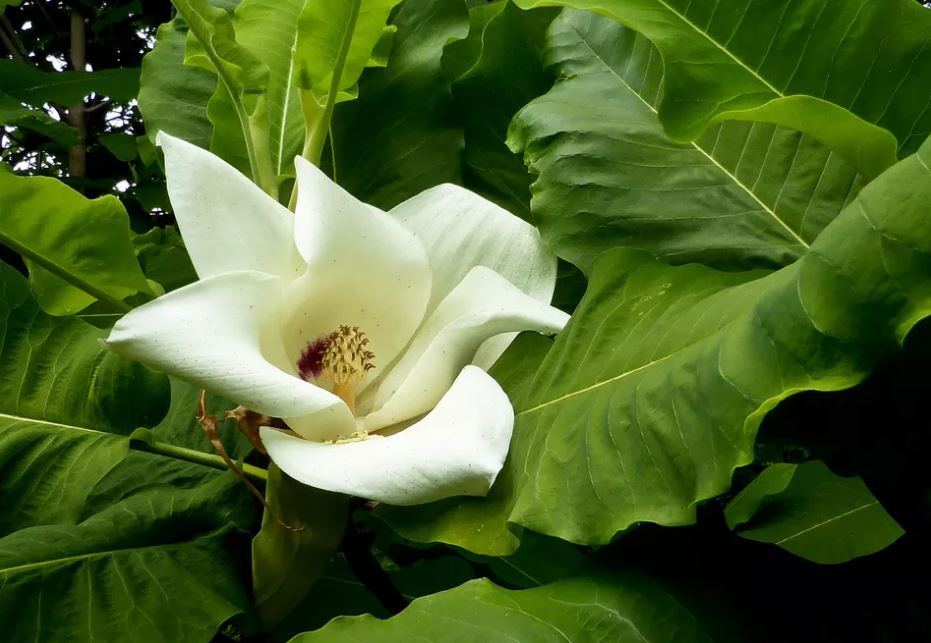 11种最漂亮的玉兰品种推荐，别再说你只认识白玉兰和红玉兰了