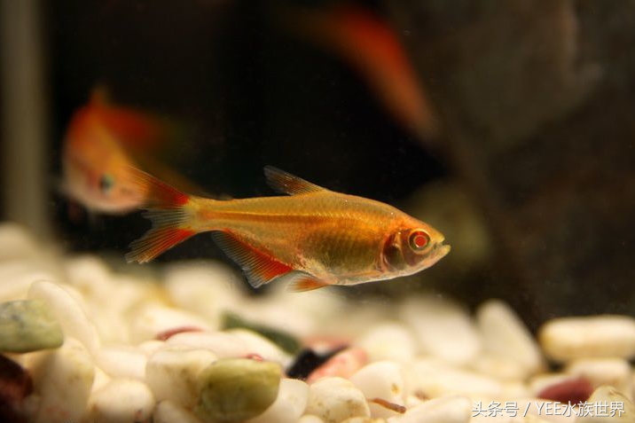 没有加热棒怎么给鱼缸升温,鱼缸水冷怎么加热