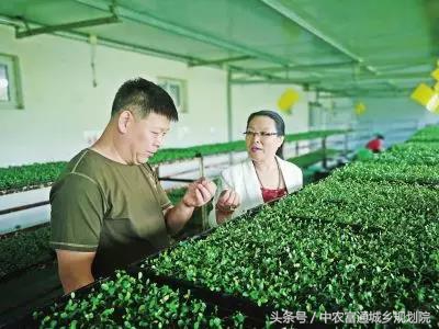 怎么样能纸上种菜,纸上种菜是什么