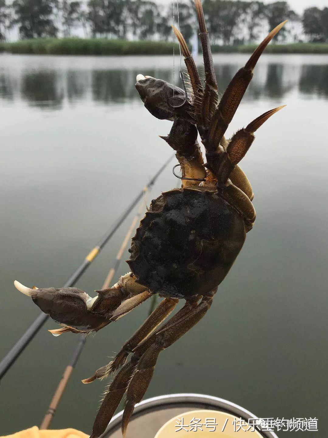 河蟹闹窝不要慌，用对方法可抢大鱼！