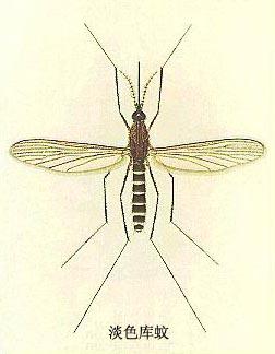 如何彻底消灭世界上所有的蚊子,要想消灭蚊子要克服恐惧