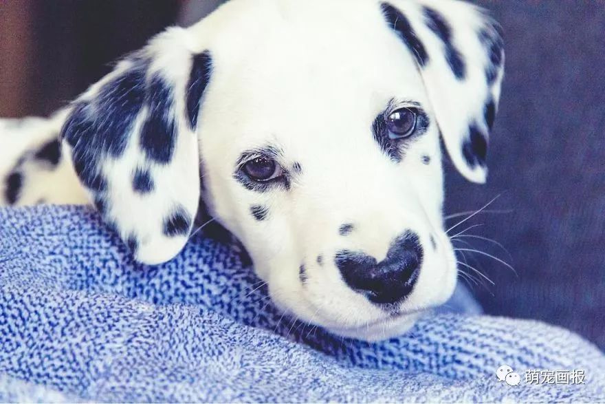爱心形状的斑点狗,斑点狗聪明可爱